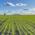 green grass grows in rows in a field with trees in the distance against a blue sky